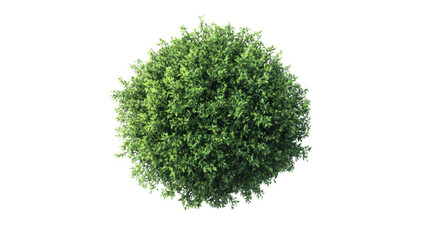 Green bush on transparent background