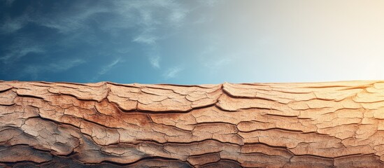 Leinwandbilder - Vintage tree bark texture illuminated by morning sun with blue sky above and ample copy space at the bottom for design applications