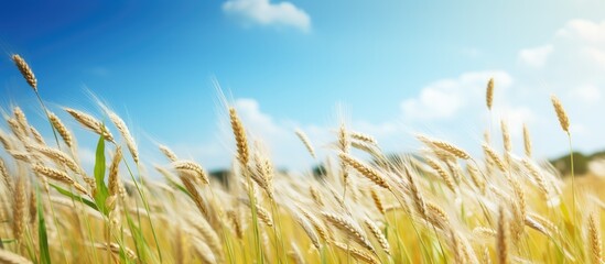 Aufkleber - Golden wheat field under a bright blue sky with scattered clouds, featuring lush green chamomile weeds in the foreground, summer scenery.