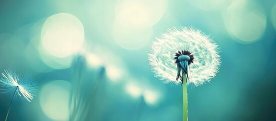 Poster - Delicate dandelion with soft white seeds against a soft blue background captured in macro view highlighting nature's intricate beauty