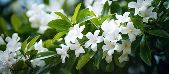Poster - Close up of white jasmine flowers with lush green leaves on a blurred background, creating ample copy space for additional elements.