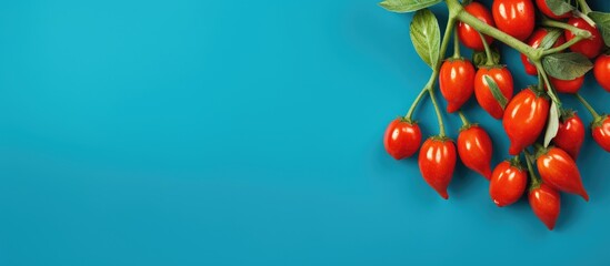 Poster - Vivid cluster of mini paprika peppers in bright red positioned on the left against a striking turquoise background with ample empty space on the right