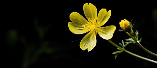 Aufkleber - Close up of a vibrant yellow wildflower bloom with delicate petals and green stems against a dark background, featuring ample copy space on the left.