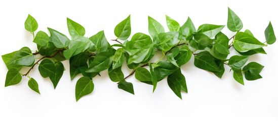 Poster - Green leaves border on white background creating a fresh spring and summer vibe with vibrant shades of green arranged symmetrically for copy space.