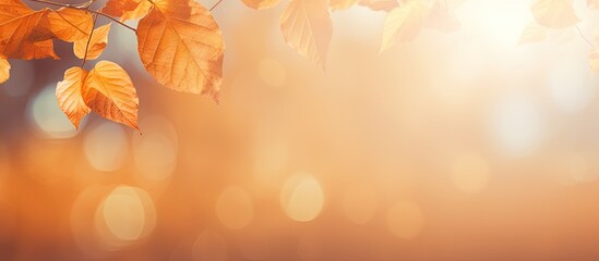 Aufkleber - Autumnal background with warm orange and yellow leaves on the left, soft bokeh lights in the center, and a gradient blur filling the right space