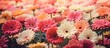 © meristock - Vibrant garden filled with various gerbera flowers in pink, orange, and white hues, softly blurred background for appealing copy space effect