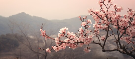 Poster - Blossoming pink almond tree branches stretch gracefully against a soft brown landscape with a tranquil backdrop ideal for copy space use