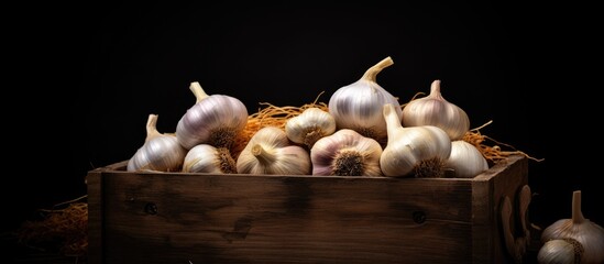 Poster - Rustic wooden box filled with organic garlic cloves on a dark wooden table with golden straw accents and a black background for copy space