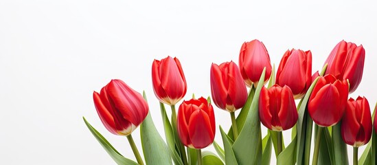 Poster - Bouquet of vibrant red tulips with lush green leaves arranged on a clean white background creating ideal copy space for seasonal themes.