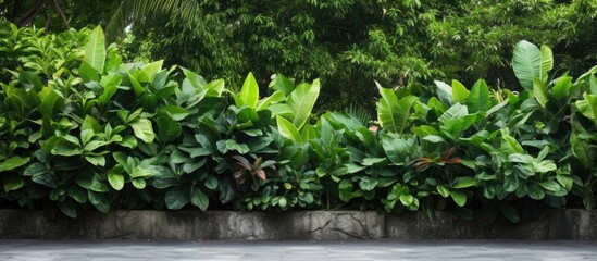 Aufkleber - Vibrant green leafy garden backdrop with lush foliage and clear space for image insertion at the center against a dark stone base.