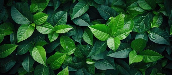Aufkleber - Lush green foliage background with layered vibrant leaves in varying shades of green creates ample copy space for text and design elements.