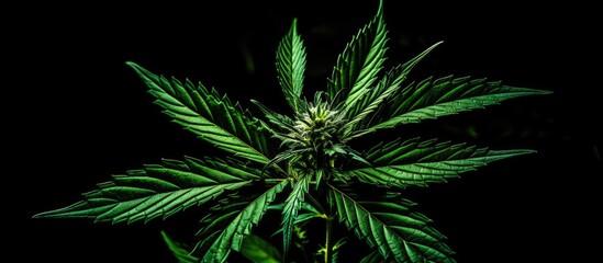 Poster - Vibrant cannabis plant with lush green leaves prominently centered against a stark black background creating ample copy space for marketing use.