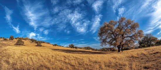Fototapete - Dried golden grass stretches across a serene landscape under a bright blue sky with wispy white clouds and a solitary tree on the right.