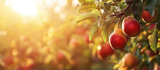 Poster - Vibrant red and yellow pears glisten in sunlight, hanging from lush green leaves on a tree branch, capturing the beauty of organic farming.