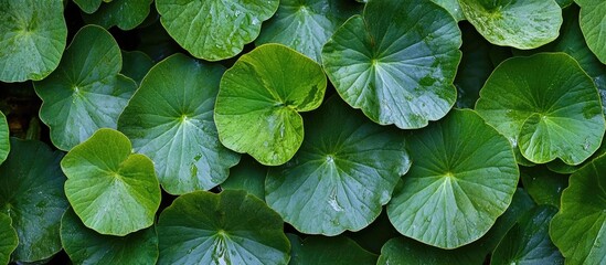 Poster - Vibrant green circular leaves arranged densely in varied shades of green create a lush, natural backdrop highlighting growth and tranquility.