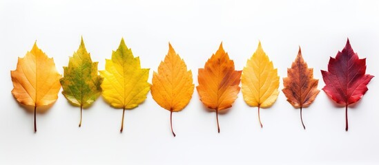 Aufkleber - Colorful autumn leaves arranged in a row on a bright white background showcasing shades of green, yellow, orange, and red illustrating fall transition.