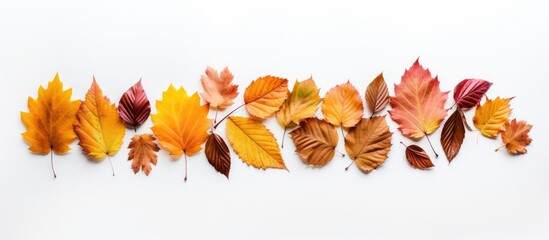 Poster - Autumn leaves in vibrant shades of yellow, orange, and red arranged in a flat lay on a clean white background with space for text.