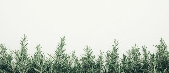Aufkleber - Lush green rosemary sprigs in a horizontal row against a soft light background highlighting vibrant foliage and subtle textures.