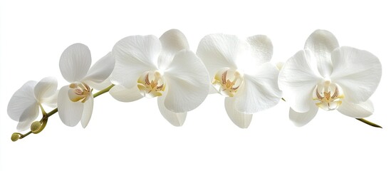 Poster - Delicate white orchid flowers arranged in a linear design against a soft white background showcasing elegance and simplicity in floral decor