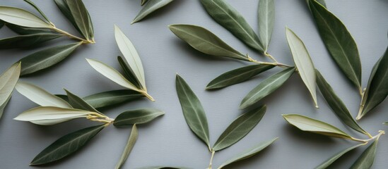 Poster - Artistic arrangement of fresh green olive leaves on a soft grey background highlighting the vibrant green hues and natural elegance of olive foliage