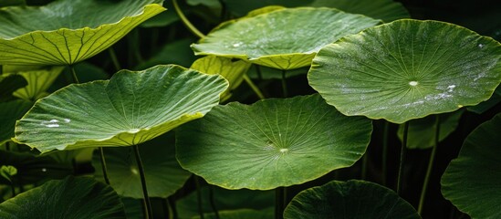 Poster - Vibrant green lotus leaves with subtle water droplets arranged in a layered pattern against a dark background highlighting natural tranquility.
