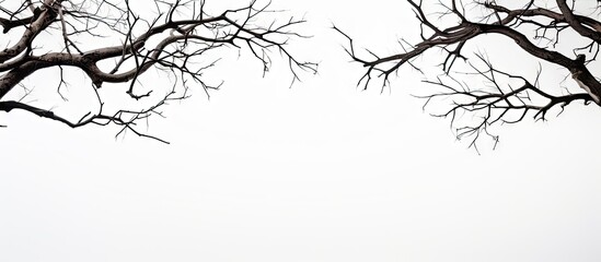 Poster - Dry tree branches arranged symmetrically on the top left and right corners against a stark white background highlighting their intricate details and textures.
