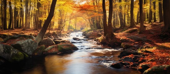 Poster - Autumn forest stream surrounded by golden and orange foliage with smooth flowing water and rugged stones in a serene landscape setting