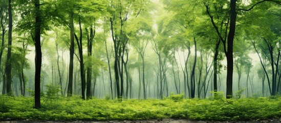Wall Mural - Lush green forest with tall trees and vibrant foliage stretching across a misty landscape featuring varying shades of green and soft light.