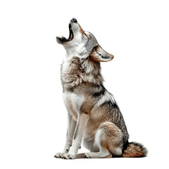 Naklejka na meble Grey Wolf Howling at Night Majestic Creature Wild Animal