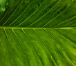 © Cavan - Vibrant close-up of green tropical leaf, plant veins and texture.