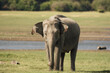 © Cavan - Asian Elephant grazing near a watering hole in Minneriya, Sri Lanka