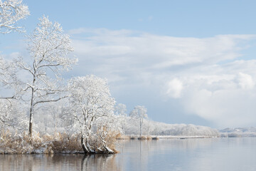 Wall Mural - snowy trees by a winter lake shore landscape