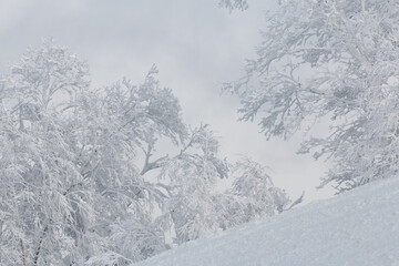 Wall Mural - two white snowy trees on mountain slope in winter landscape