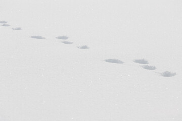 Wall Mural - rabbit footprints in bright white sparkling winter snow surface