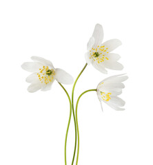 Wall Mural - wild anemome flowers in a floral arrangement isolated on white or transparent background