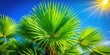 © chaowalit - Exotic Fan Palm Close-Up, Summer Tropical Beauty, Blue Sky