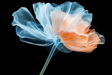 Poster - Delicate Ethereal Flower in Soft Blue and Orange Hues on a Dark Background, Artistic Floral Composition
