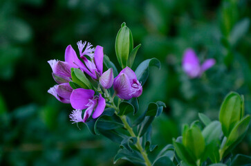 Wall Mural - Polygala myritfolia in close up