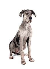 Wall Mural - great dane in studio