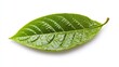 green cocoa leaf isolated on white