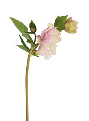 Wall Mural - Pink fluffy helleborus flower, bud and leaves isolated on white or transparent background. Profile view.