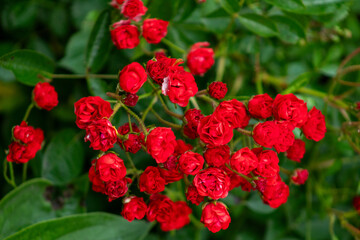 Wall Mural - A bunch of red roses with green leaves in the background