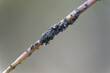 © Bhutan Japan Nature - A swarm of aphids