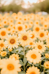 Poster - A sunflower field at sunset with the flowers facing the golden hues,