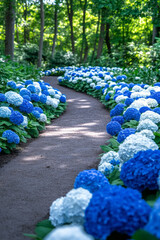 Poster - A path lined with blooming hydrangeas in a botanical garden,