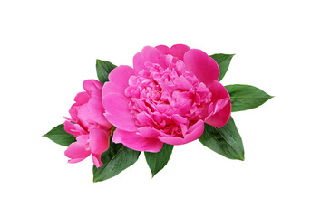 Wall Mural - Pink peony flowers in a floral arrangement isolated on white or transparent background