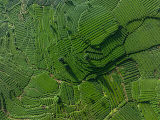 Canvas Print - Aerial view of beautiful tea terrace landscape in China