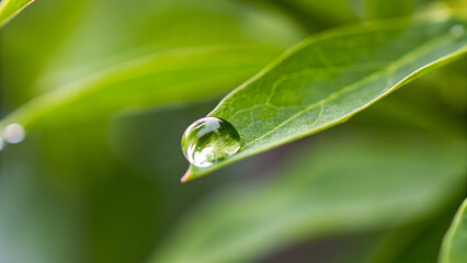 Wall Mural - Rain water drop on green leaf closeup natural background