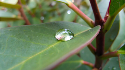 Wall Mural - Rain water drop on green leaf closeup natural background