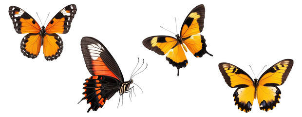 Wall Mural - Orange and black butterflies, isolated on transparent background